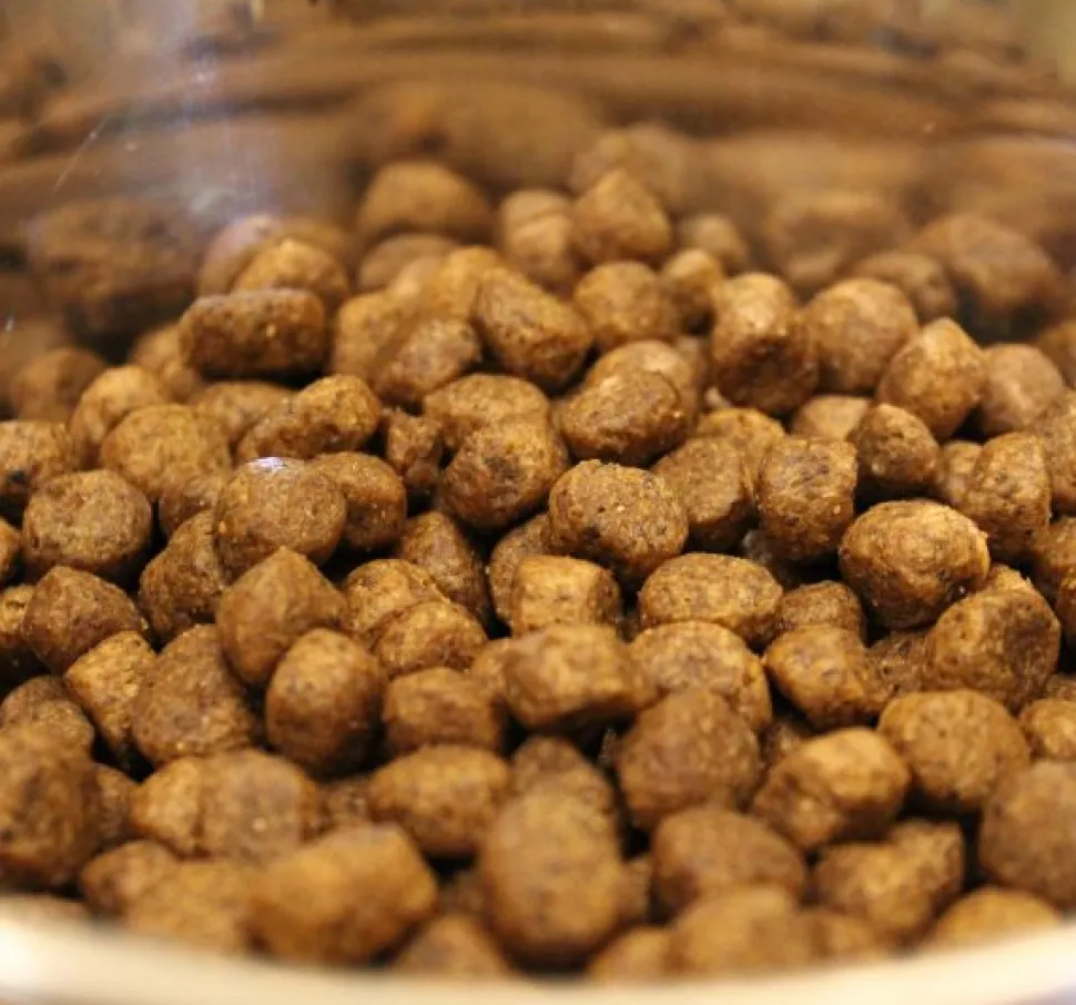 Acana Wild Coast Fish Formula Dry Dog Food (All Breeds & Ages)