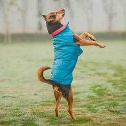 Dash Dog Puffer Dog Jacket - Aqua & Coral