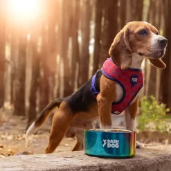 Dash Dog Rainbow Dog Bowl