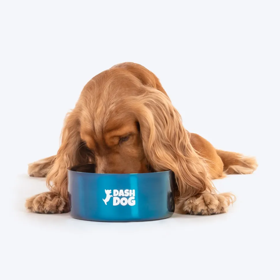 Dash Dog Rainbow Dog Bowl