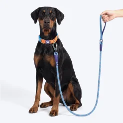 Dash Dog Chaser Rope Leash For Dog - Royal Blue