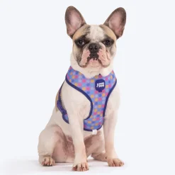Dash Dog Circle Double Harness - Aqua Blue & Lavender