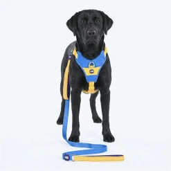Dash Dog Dual Handle Leash For Dog - Royal Blue & Yellow