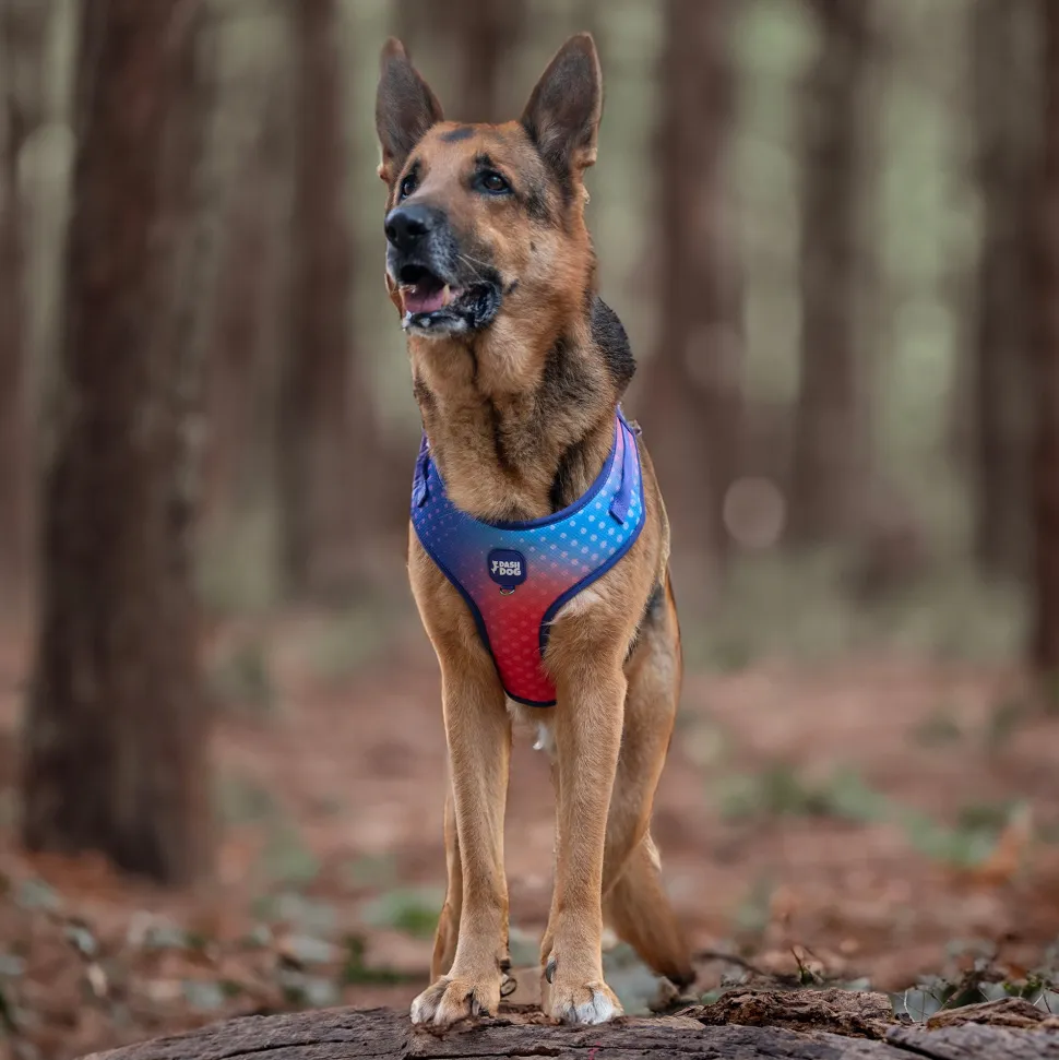 Dash Dog Flow Easy Walk Harness - Violet & Red