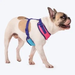 Dash Dog Flow Easy Walk Harness - Pink & Aqua Blue