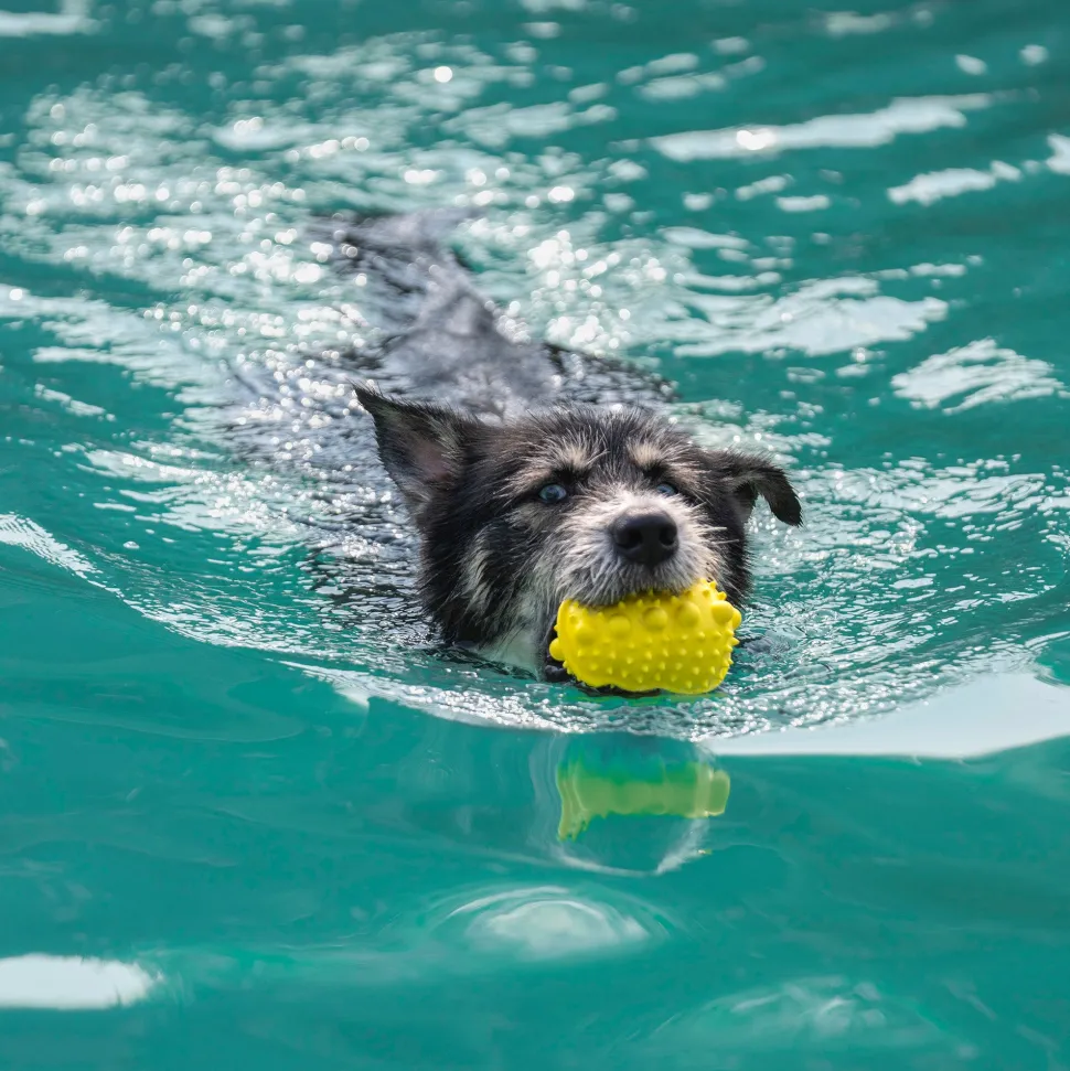 Dash Dog Mello-Yello Peanut Toy For Dog - Yellow