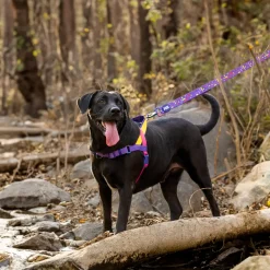 Dash Dog On-The-Go Harness For Dog - Yellow