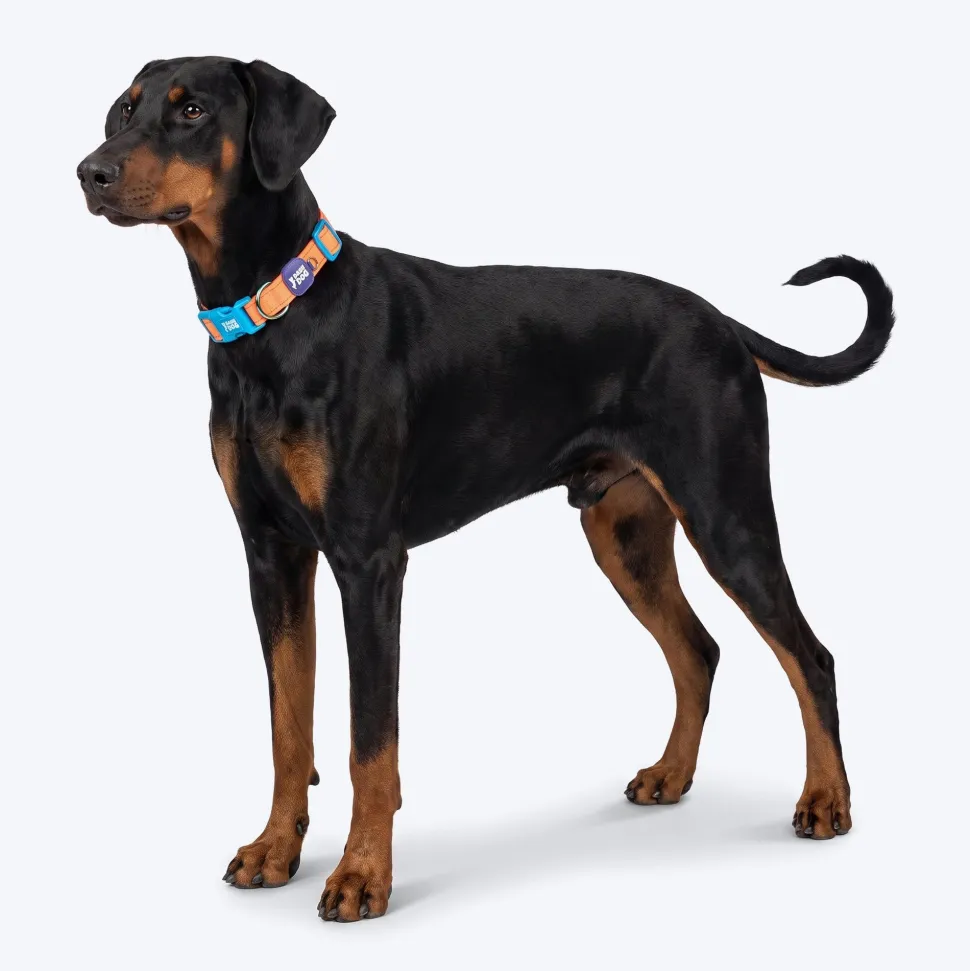 Dash Dog Padded Collar For Dog - Blue & Orange