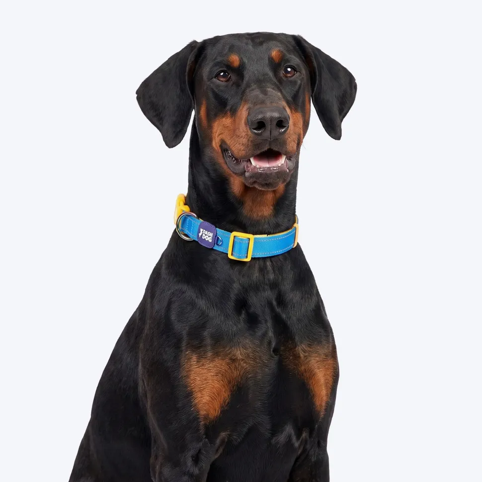 Dash Dog Padded Collar For Dog - Royal Blue & Yellow