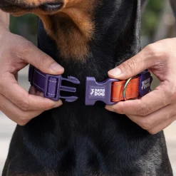 Dash Dog Padded Collar For Dog - Red & Purple