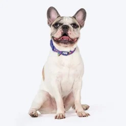 Dash Dog Pixel Padded Collar For Dog - Purple