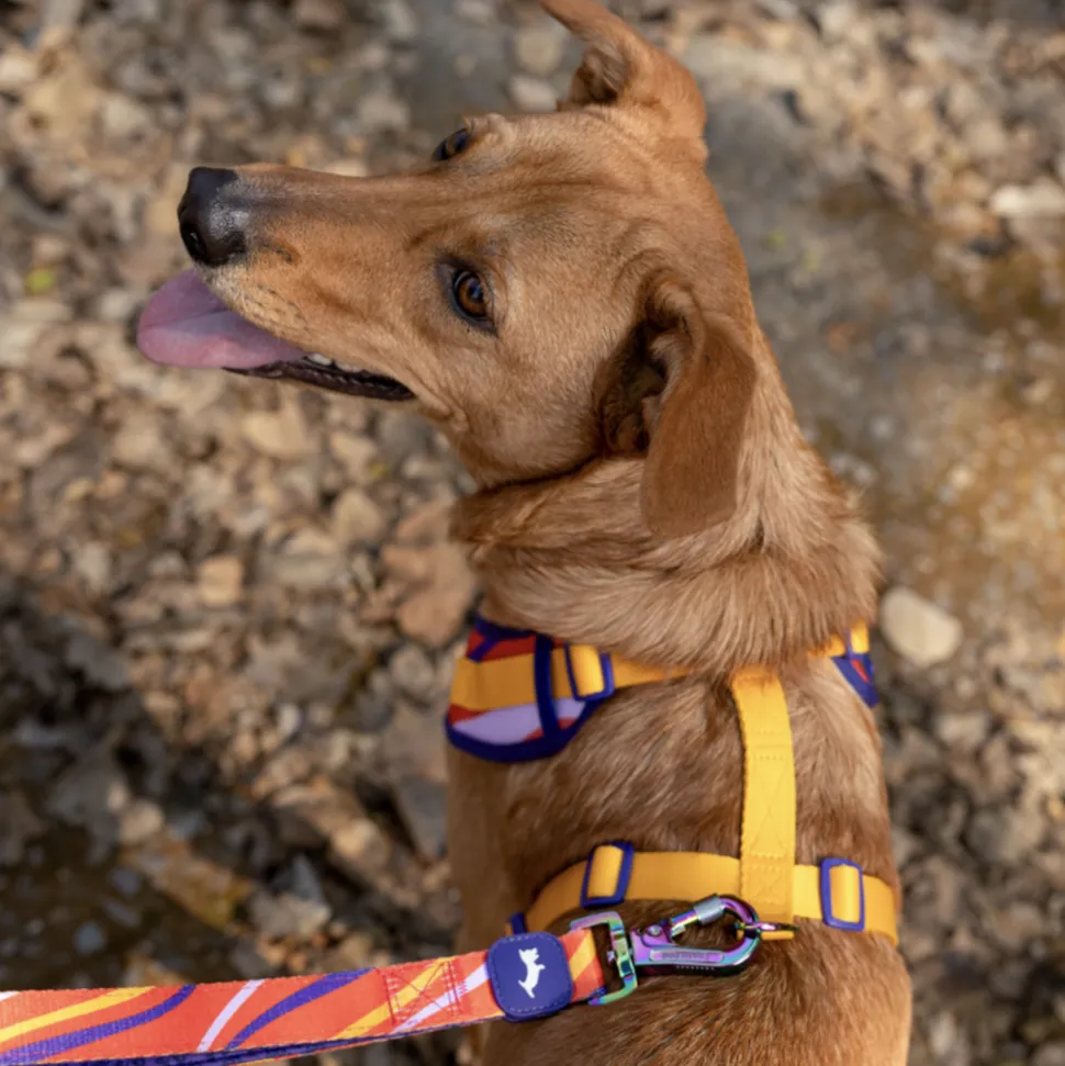 Dash Dog Radiant Blaze Dual Handle Leash For Dog - Orange