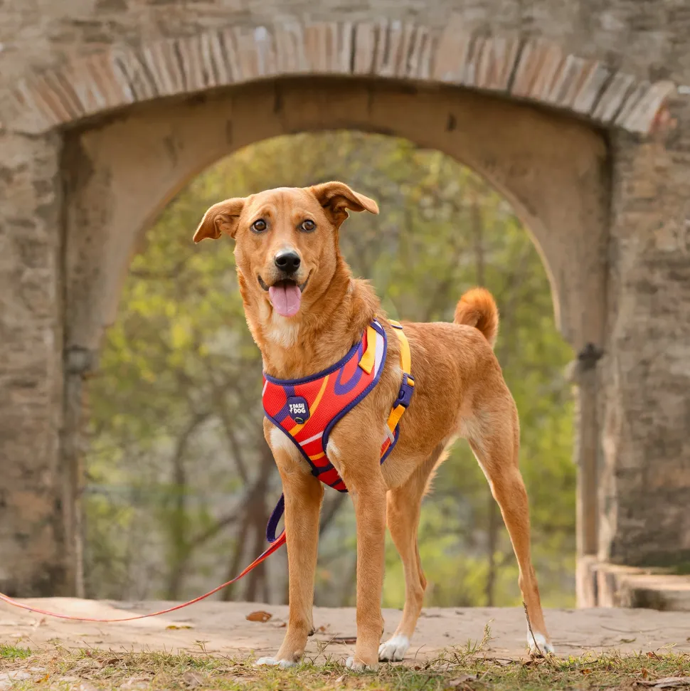 Dash Dog Radiant Blaze Easy Walk Harness For Dog - Orange