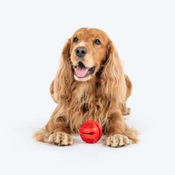 Dash Dog Spikey Snacker Chew Ball Dog Toy - Red