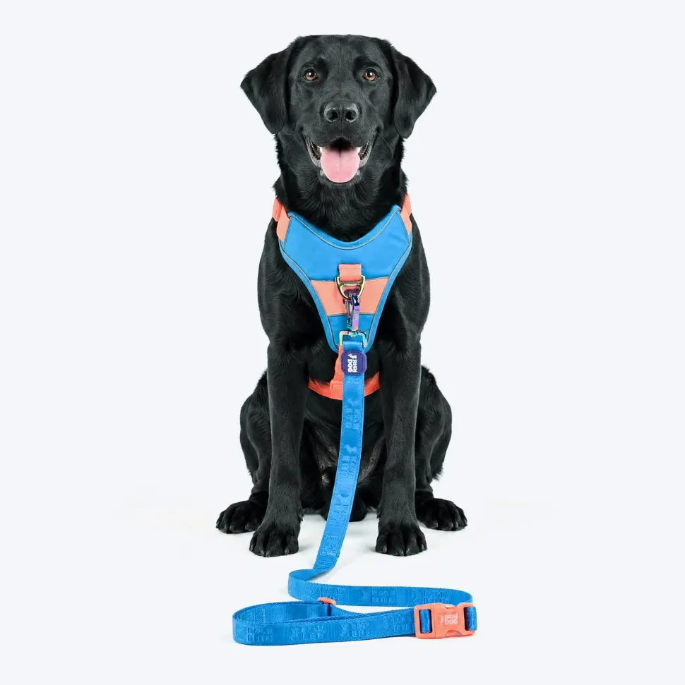 Dash Dog Trailmate Multipurpose Leash For Dog - Blue