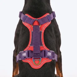 Dash Dog Walk Pro Harness For Dog - Red & Purple