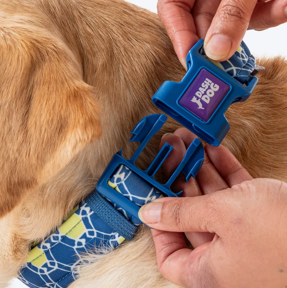 Dash Dog Wildcrest Padded Collar For Dog - Blue & Neon Green