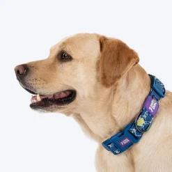 Dash Dog Wildcrest Padded Collar For Dog - Blue & Neon Green
