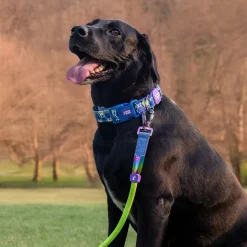 Dash Dog Wildcrest Padded Collar For Dog - Blue & Neon Green