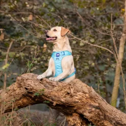 Dash Dog Zoom Walk Along Harness - Aqua Blue & Lavender