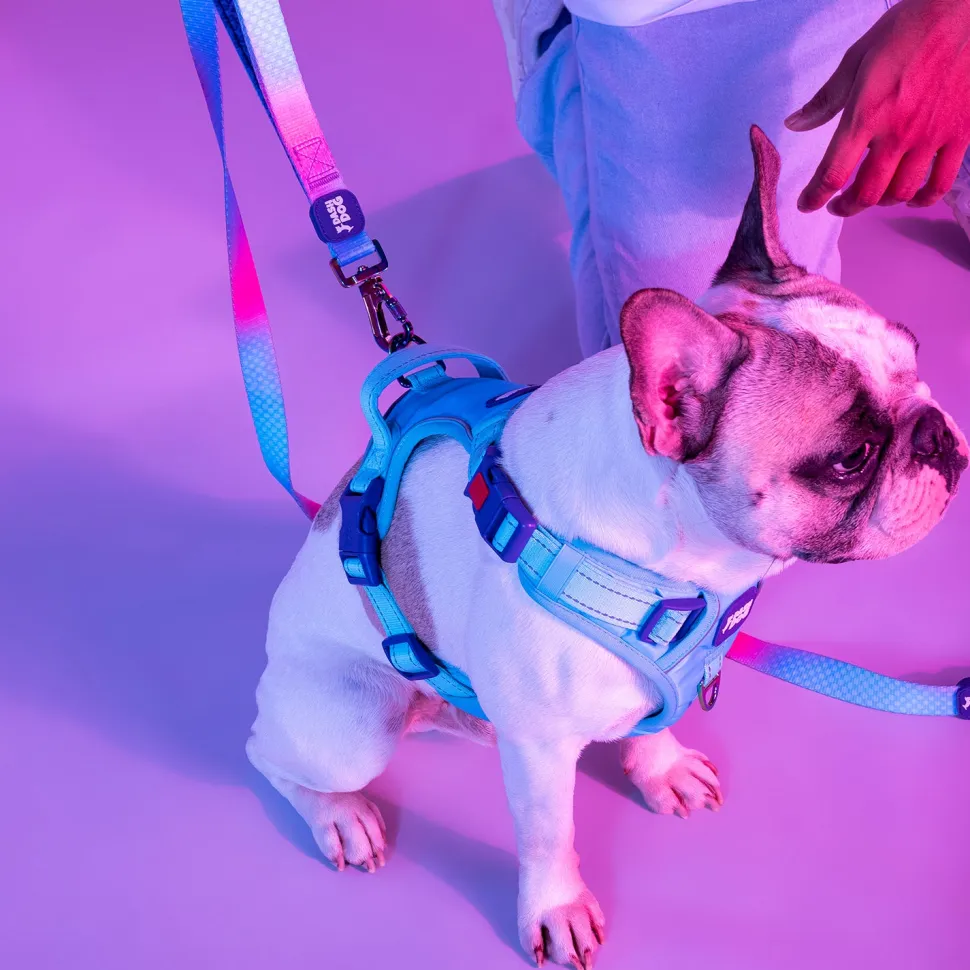 Dash Dog Zoom Walk Along Harness - Aqua Blue & Lavender
