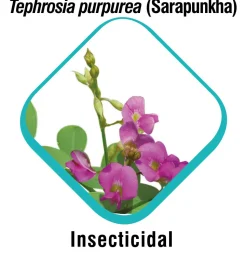 Himalaya Erina EP Tick & Flea Shampoo For Dog - 200 ml