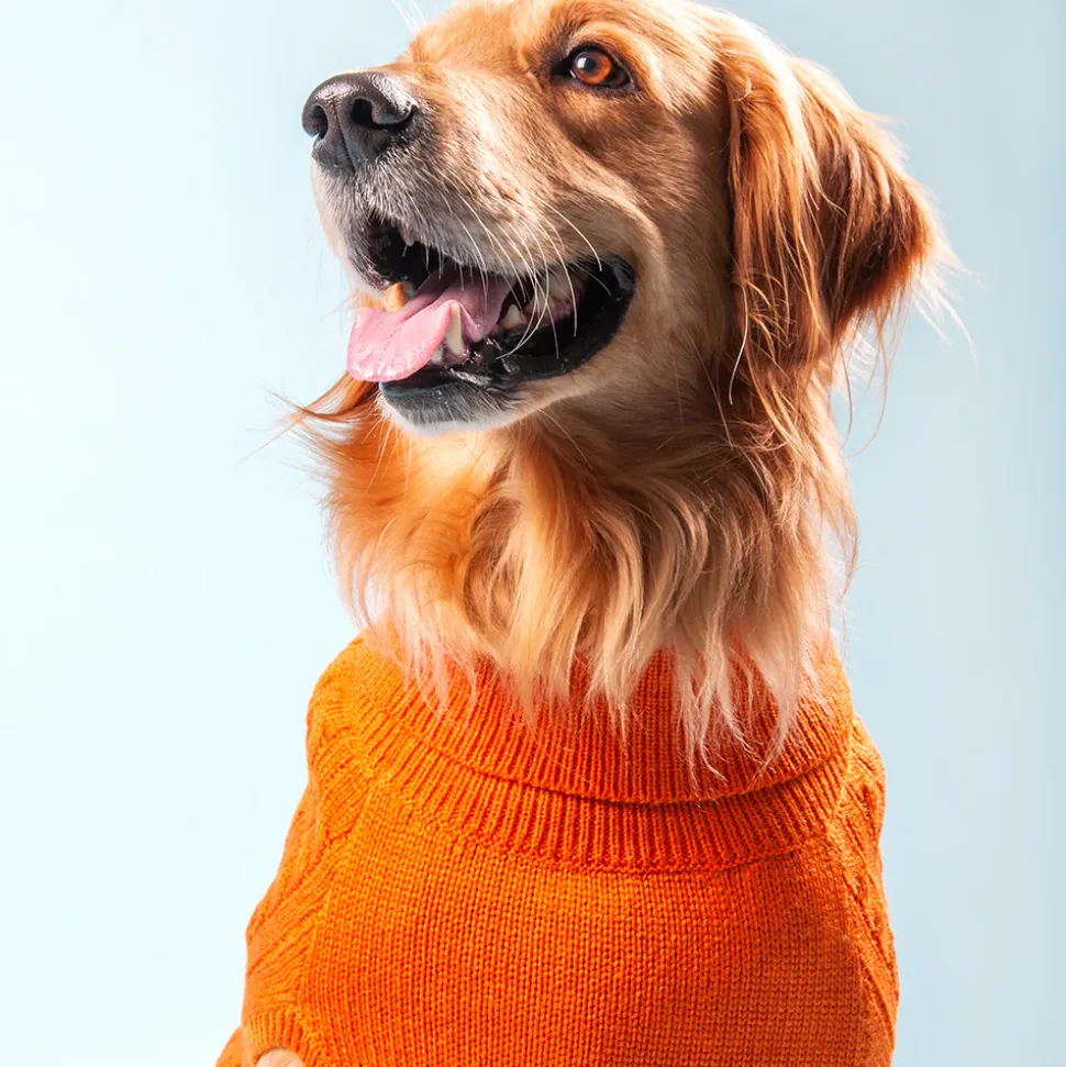 HUFT Cable Knit Dog Sweater - Orange
