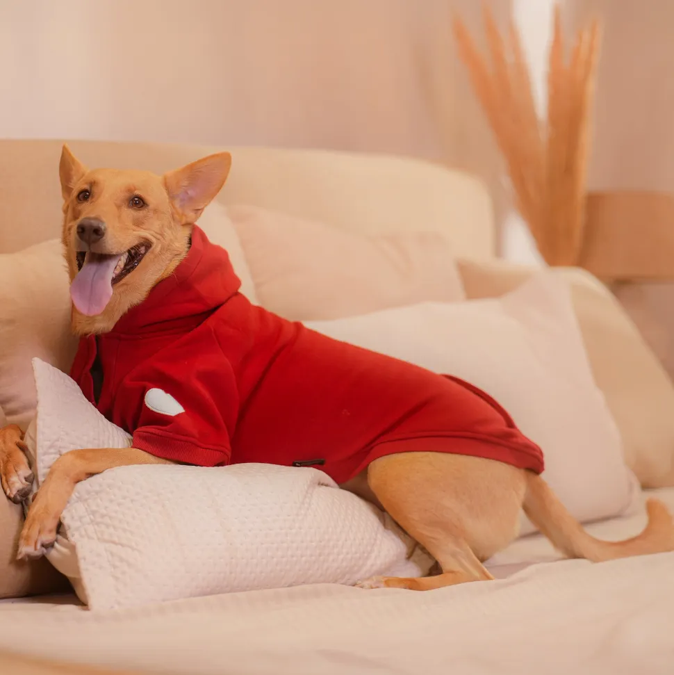 HUFT Cherry Sweet Sweatshirt With Hood For Big Dog - Red