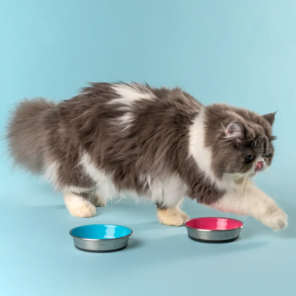 HUFT Cutest Collection Slurp Kitten Bowl - Blue