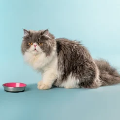 HUFT Cutest Collection Slurp Kitten Bowl - Pink