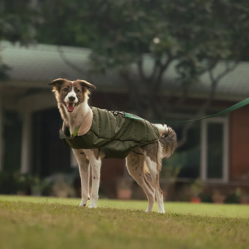 HUFT Puffer Paws Jacket For Big Dog - Green