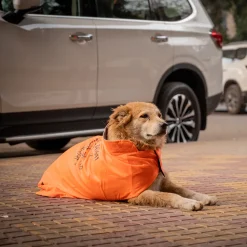 HUFT Snuggle Streetie Foundation Dog Jacket