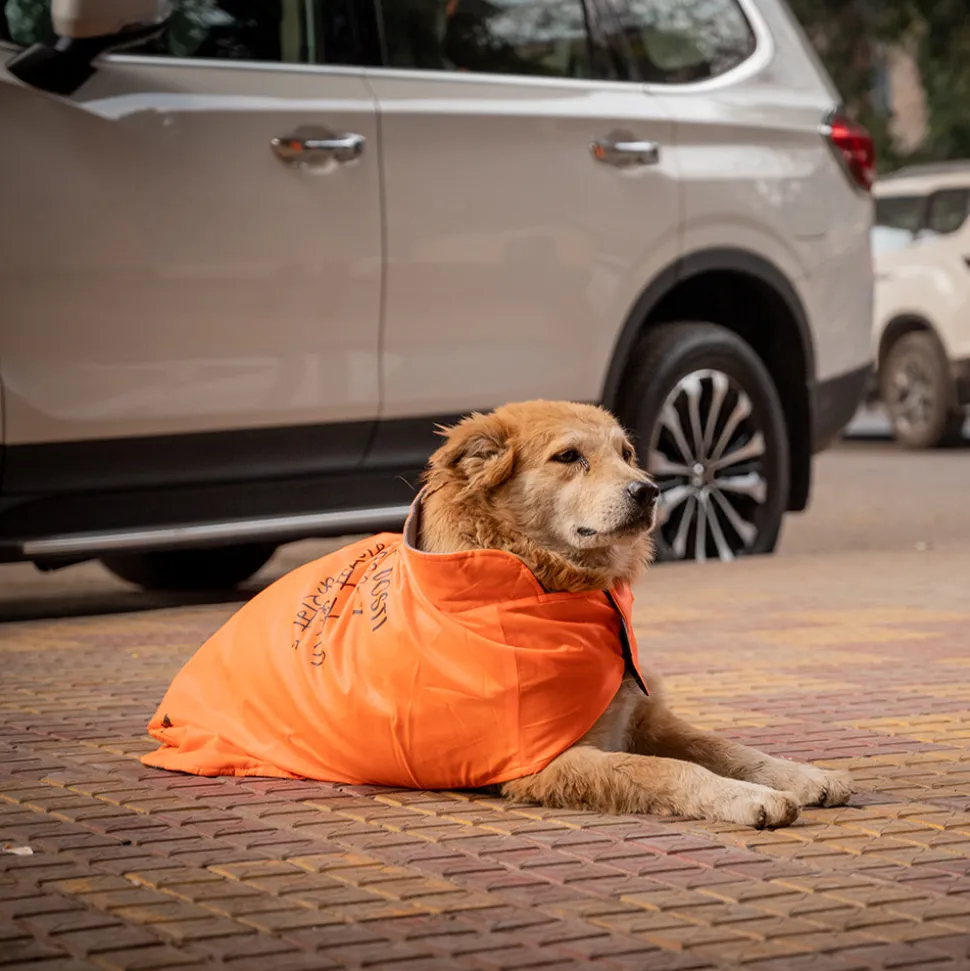 HUFT Snuggle Streetie Foundation Dog Jacket