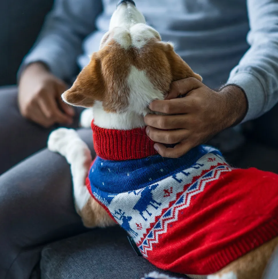 HUFT Winter Miracle Sweater For Dogs - Red & Blue