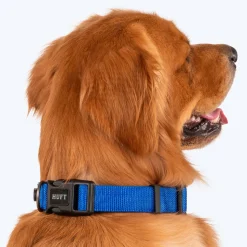 HUFT Basics Dog Collar - Cobalt Blue