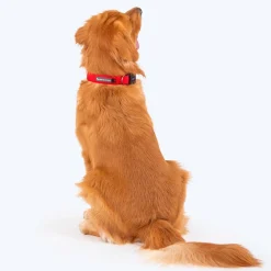 HUFT Basics Dog Collar - Crimson Red