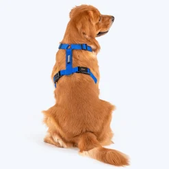 HUFT Basics Dog H-Harness - Cobalt Blue