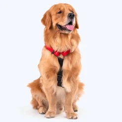 HUFT Basics Dog H-Harness & Leash Set - Crimson Red
