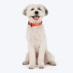 HUFT Classic Collar For Dog - Rust Orange