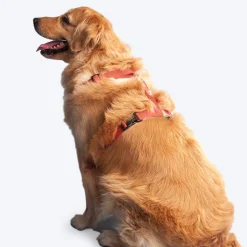 HUFT Classic Dog H Harness - Orange