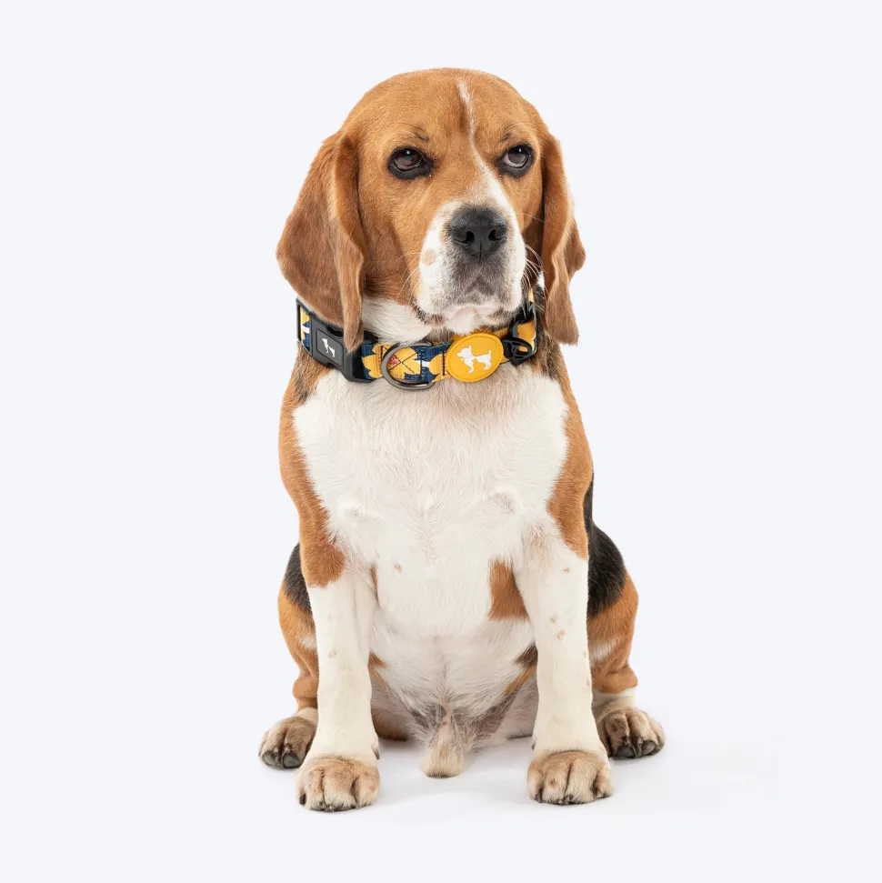 HUFT Daisy Stripes Collar For Dog - Blue & Yellow