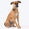 HUFT Foundation Reflective Dog Collar For Streeties - Pack Of 3