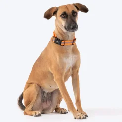 HUFT Foundation Reflective Dog Collar For Streeties - Pack Of 3