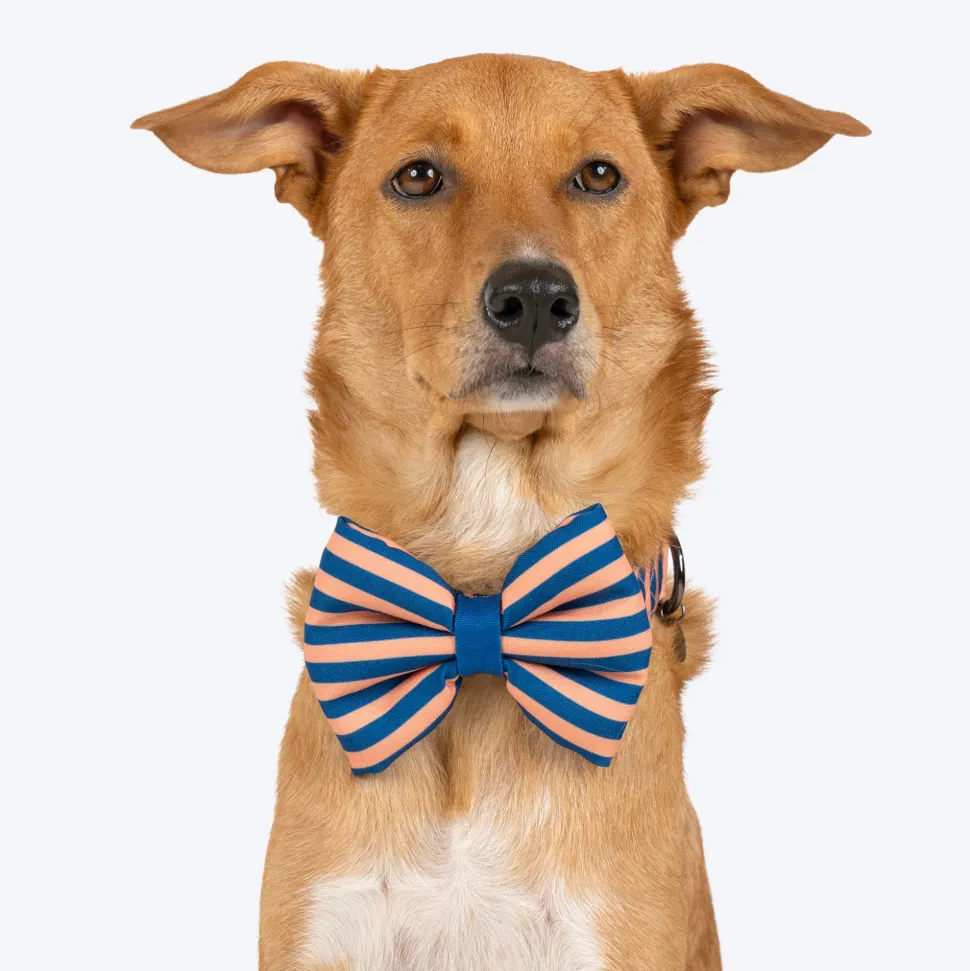 HUFT Happy Stripes Bow Tie With Collar For Dog - Blue & Peach