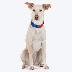 HUFT Martingale Collar For Dog - Crimson Red & Cobalt Blue