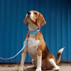 HUFT Pastel Pawprint Rain Friendly Dog Leash - Blue - 1.2 m