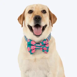 HUFT Pawsome Blossom Bow Tie With Collar For Dog - Green & Pink