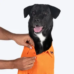 HUFT Paws Polo T-Shirt For Dog - Orange