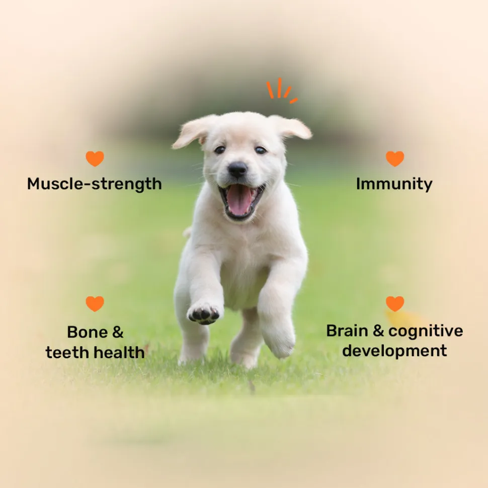 HUFT Puppy Nutrition Bundle