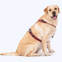 HUFT Retro Vibes Dog H-Harness - Maroon & Navy